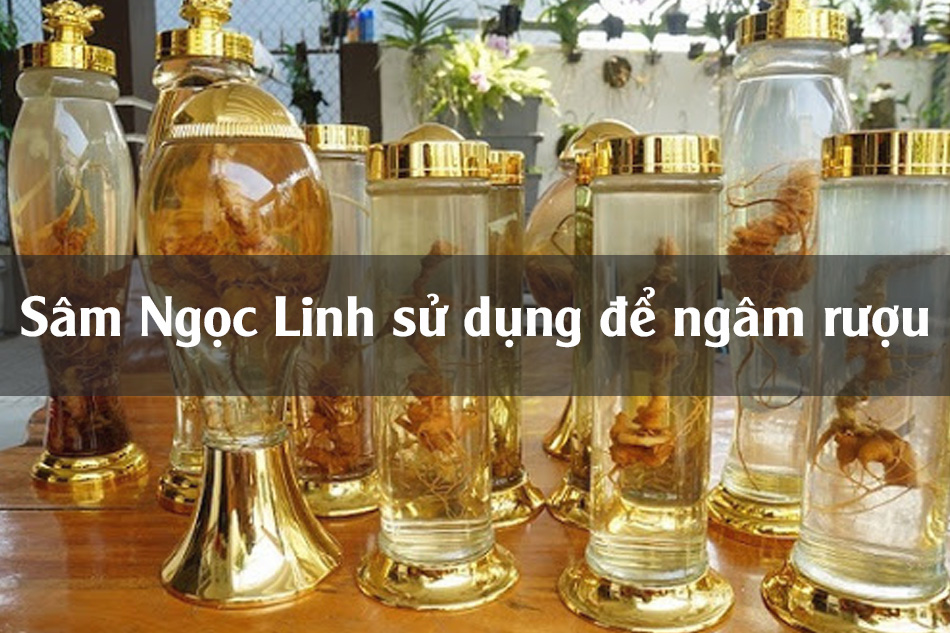 Sâm Ngọc Linh ngâm rượu