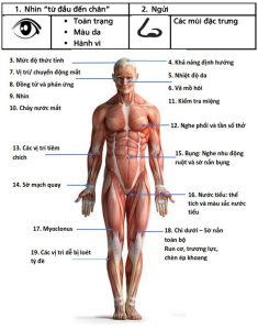 Hình 1.1 Thăm khám hệ thống “từ đầu đến chân” để phát hiện hội chứng ngộ độc trên bệnh nhân nghi ngờ nhiễm độc.