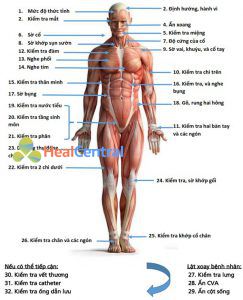 Hình 1.1 Khám “từ đầu đến chân” có cấu trúc để xác định tiêu điểm nhiễm trùng ở bệnh nhân nghi ngờ nhiễm khuẩn huyết. CVA góc cột sống - sườn.