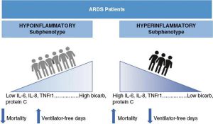 Hình 2. Các kiểu hình phụ giảm viêm và tăng viêm của ARDS có liên quan đến các dấu ấn sinh học và kết quả khác nhau. Hai kiểu hình phụ khác biệt này đã được xác định bởi Calfee và cộng sự trong nhiều nhóm thử nghiệm lâm sàng ARDS trước đó [27, 29, 40, 41].