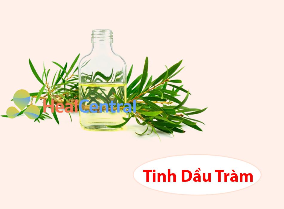 Sử dụng tinh dầu cây tràm để làm mờ sẹo một cách triệt để