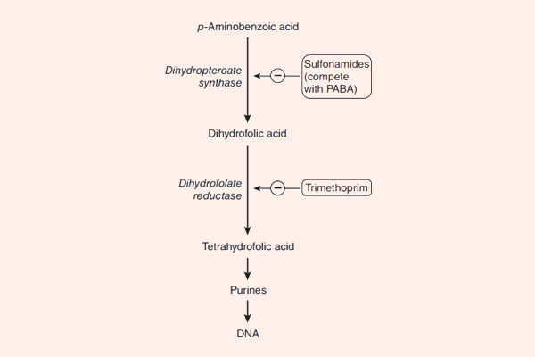 Cơ chế hoạt động của Sulfamide và Trimethoprim