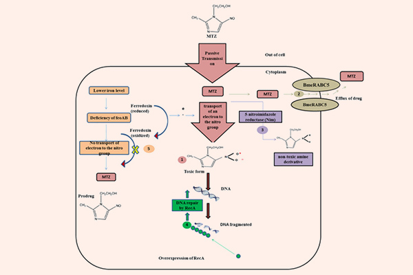 Cơ chế tác dụng của Metronidazole