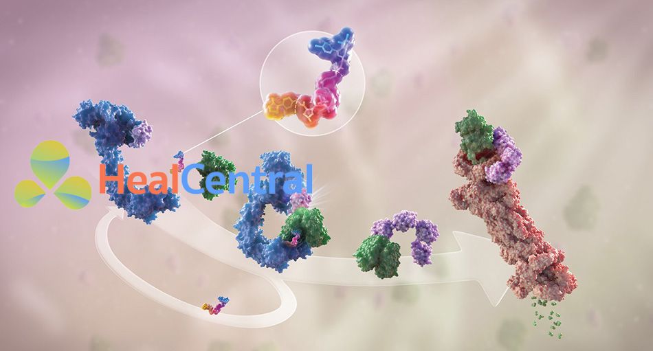 Hình 1. Chất thoái hóa protein (nhiều màu, phía trên) giúp liên kết protein gây bệnh (xanh lá cây) với enzyme E3 ubiquitin ligase (xanh dương) để tạo thành một phức hợp. Sau đó, enzyme E3 tuyển dụng thêm vài enzyme liên hợp ubiquitin[1] (còn được gọi là enzyme E2) và bắt đầu quá trình ubiquitin hóa[2] bằng cách chuyển các ubiquitin trên enzyme E2 sang protein gây bệnh để tạo chuỗi ubiquitin (màu tím). Chuỗi ubiquitin này giúp phát tín hiệu cho proteasome[3] (màu đỏ) nhận diện và phân giải protein gây bệnh thành các amino acid. Chất thái hóa protein sau đó tách rời khỏi phức hợp và bắt đầu lại vòng lặp.