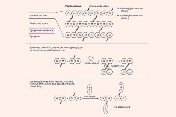 Cơ chế hoạt động của Vancomycin. Hình trên là thành tế bào bình thường, hình dưới là phản ứng tranpeptidase khi không có và có Vancomycin