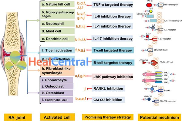 Ảnh. Tóm tắt lại cơ chế tác dụng và đích tác dụng của các DMARDs sinh học trong điều trị cơ bản viêm khớp dạng thấp.