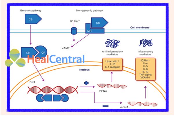 Cơ chế chống viêm theo con đường thông qua hệ gen của các thuốc corticoid