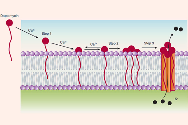 Cơ chế tác dụng của Daptomycin