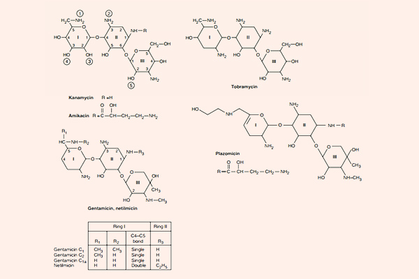 Cấu trúc của một số kháng sinh Aminoside quan trọng