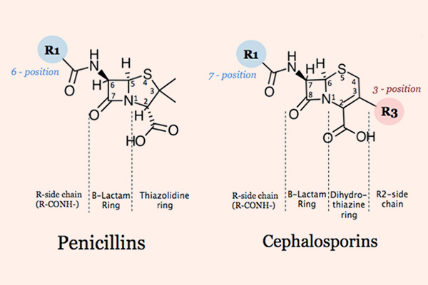 So sánh cấu trúc hóa học giữa Penicillin và Cephalosporin