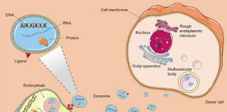 exosome