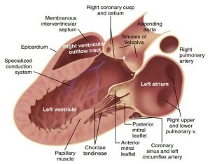 Hình 2-3 Giải phẫu tim trong mặt cắt trục dọc.