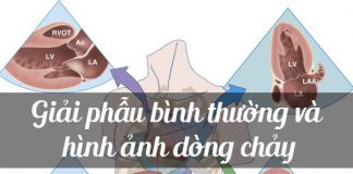 Giải phẫu bình thường và hình ảnh dòng chảy