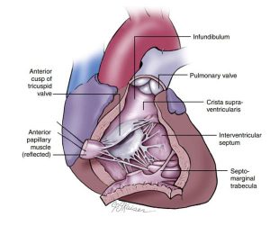 Hình 2-8 Giải phẫu thất phải.