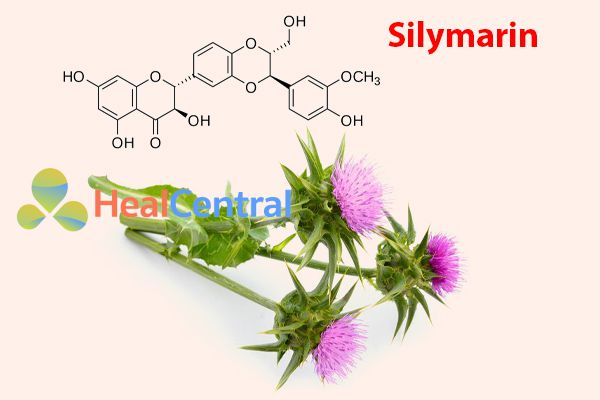 Cây Kế Sữa với tinh chất Silymarin