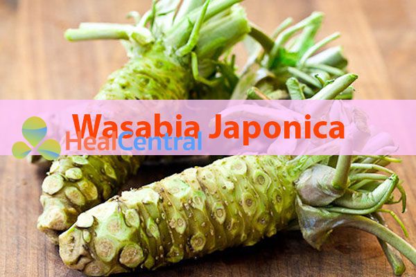 Wasabia Japonica