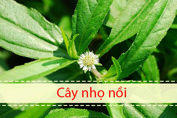 Nhọ mồi có trong Hoàng Thống Phong