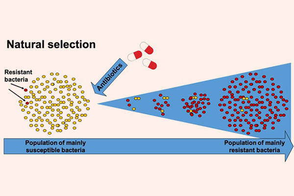 Hình ảnh cho thấy kháng sinh giống như sự “chọn lọc tự nhiên”, chọn lọc các chủng vi khuẩn có sức đề kháng tốt. Khi sử dụng kháng sinh lên một quần thể gồm đa số các vi khuẩn nhạy cảm, các vi khuẩn nhạy cảm sẽ bị tiêu diệt, nhưng các vi khuẩn đề kháng thì không. Các vi khuẩn kháng thuốc sẽ phát triển bất chấp sự tấn công của kháng sinh và dần dần hình thành nên quần thể gồm đa số vi khuẩn kháng thuốc.