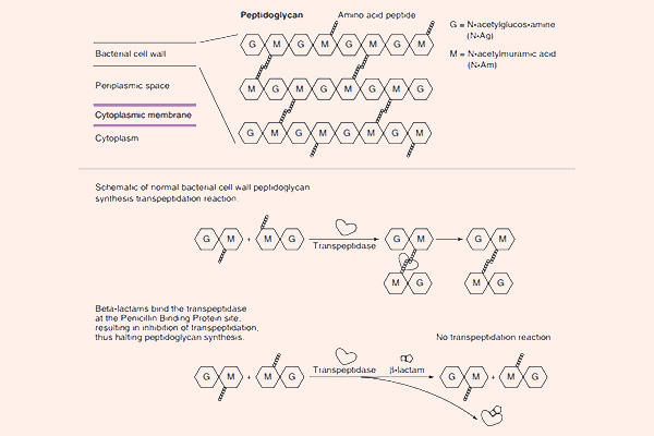 Phía trên mô tả cấu trúc và liên kết chéo trong peptidoglycan. Phía dưới mô tả phản ứng transpeptidase của vi khuẩn khi không có và khi có kháng sinh β-lactam.