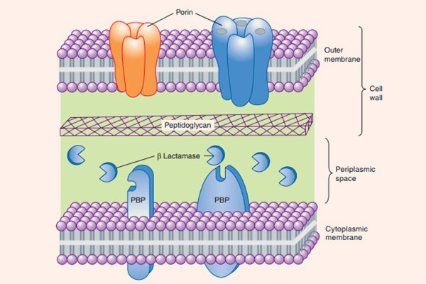 Cấu tạo thành và màng tế bào vi khuẩn gram âm, với các kênh porin ở màng ngoài, sau đó đến lớp peptidoglycan, rồi đến vùng không gian chu chất có chứa các β-lactamase và PBP nằm xuyên màng tế bào.