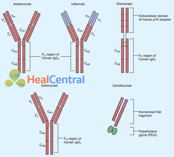 Ảnh. Cấu trúc của 5 thuốc kháng TNF-α được sử dụng trong viêm khớp dạng thấp. CH: chuỗi nặng cố định, CL: chuỗi nhẹ cố định, FC: vùng globulin miễn dịch phức hợp, VH: 