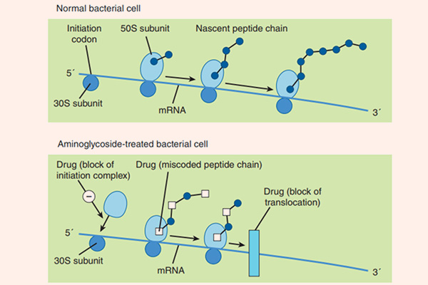 Quá trình dịch mã ở tế bào vi khuẩn bình thường (hình trên) và khi có Aminoside (hình dưới)