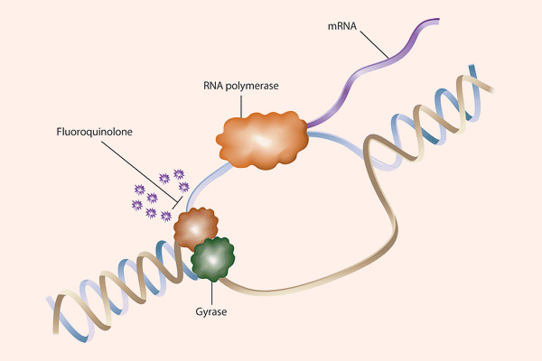 Quinolone ức chế ADN gyrase làm ức chế tháo xoắn ADN