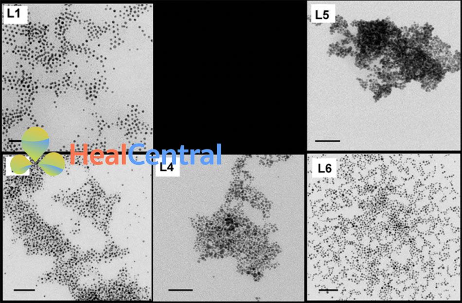 Hình ảnh sóng điện tử truyền qua AuNP bằng phương pháp Stucky* cho các nhóm phối tử từ 1 đến 6. Thanh tỷ lệ 50nm. Chỉ có nhóm L3 là không hiện diện, cho thấy nhóm L3 không có khả năng kết hợp với hạt nano vàng.