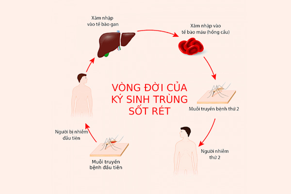 Vòng đời của muỗi kí sinh gây bệnh sốt xuất huyết