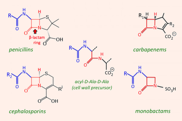 Hình ảnh cho thấy sự tương đồng về cấu trúc hóa học giữa các kháng sinh nhóm β-lactam với đầu D-Ala-D-Ala của chuỗi pentapeptide.