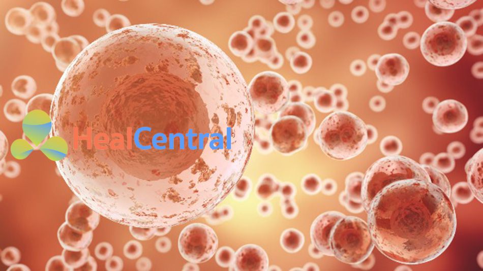 Nền tảng CHOSOURCE giải pháp biểu hiện protein mới