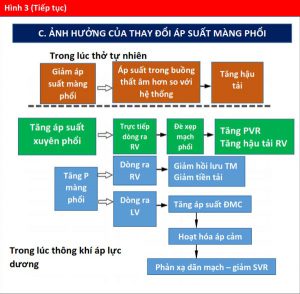 Hình 3 (Tiếp tục)