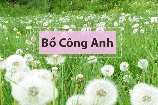 Bồ Công Anh có trong sản phẩm Tiêu Khiết Thanh