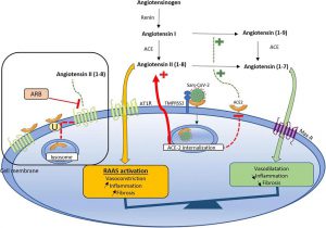 Hình 4. Vai trò của ACE2 và hệ thống renin-angiotensin-aldosterone (RAAS) trong quá trình nhiễm SARS- CoV-2.