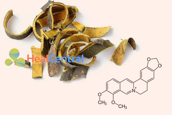 Thành phần Cao Hoàng Bá chứa berberin của Tràng Phục Linh
