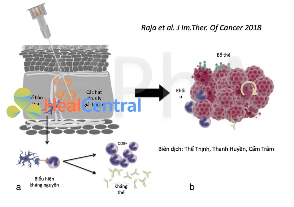  Cơ chế vaccine ngừa ung thư dùng oncolytic virus