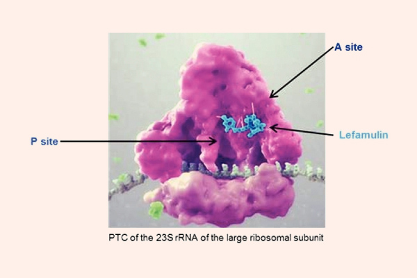 Vị trí gắn của Lefamulin trên tiểu đơn vị ribosome 50S