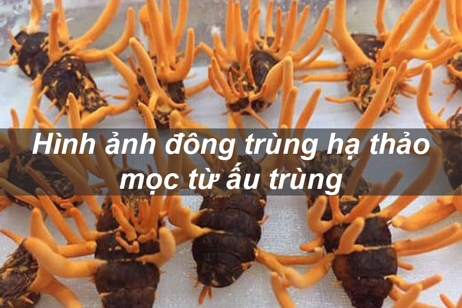 Hình ảnh đông trùng hạ thảo