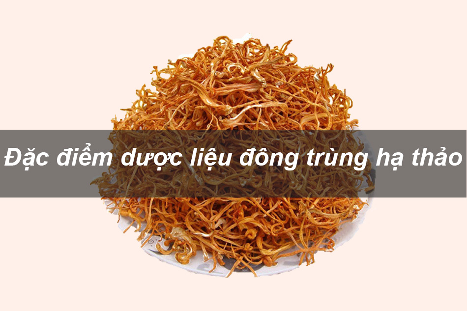 Đặc điểm về dược liệu Đông Trùng Hạ Thảo