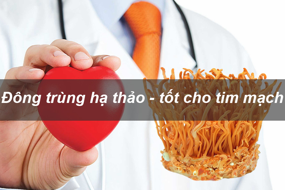 Đông trùng hạ thảo - Tốt cho bệnh tim mạch