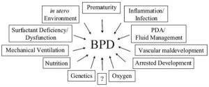 Hình 2 Căn nguyên của chứng loạn sản phế quản phổi là đa yếu tố với các yếu tố trước và sau khi sinh góp phần vào sinh bệnh học của bệnh BPD.