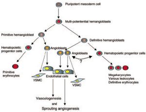 Hình 3 Phân biệt hemangioblasts thành tế bào tạo máu và tế bào nội mô. Các tế bào có nguồn gốc từ tủy xương có thể biệt hóa các dòng tế bào khác nhau để tạo ra các tế bào nội mô có thể tham gia vào quá trình vận mạch sau sinh hoặc tạo mạch máu (21). Vì lý do này, các tế bào có nguồn gốc từ tủy xương có tiềm năng điều trị lớn trong chứng loạn sản phế quản phổi. Chỉnh sửa với sự cho phép từ [62]