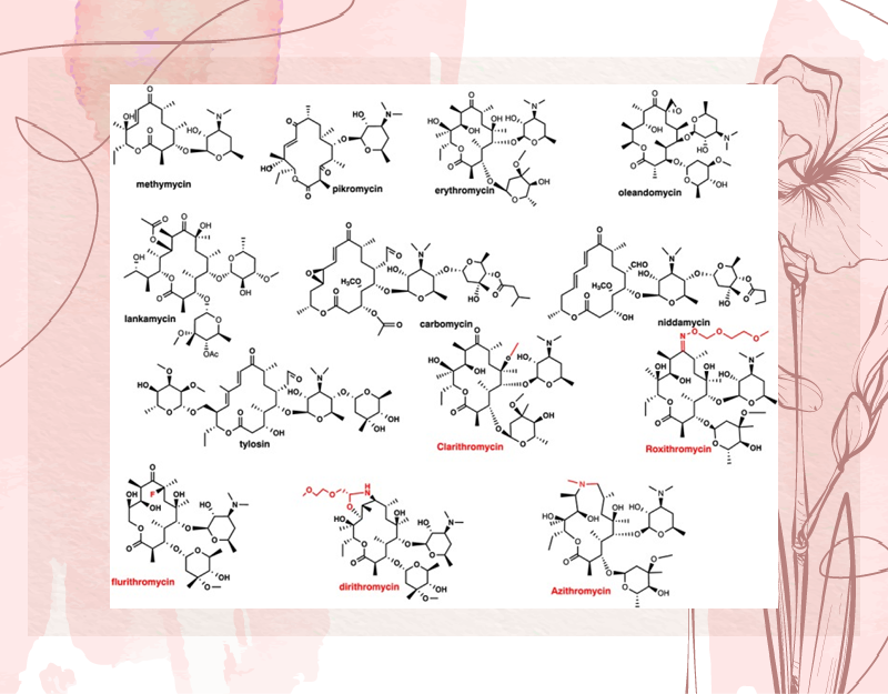 Cấu trúc hóa học của một số kháng sinh nhóm Macrolide.