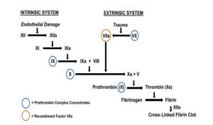 Hình 1. Các yếu tố cung cấp bởi phức hợp prothrombin cô đặc và yếu tố VIIa tái tổ hợp trong dòng thác đông máu.