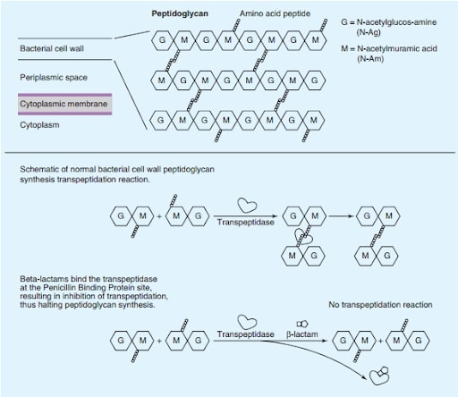 Ảnh. Hình vẽ mô tả cơ chế tác dụng của các kháng sinh nhóm β-lactam. Ở phía trên là hình vẽ mô tả cấu trúc lớp peptidoglycan bình thường của vi khuẩn. Các hình vẽ phía dưới mô tả tác dụng của enzyme transpeptidase trong việc hình thành liên kết chéo giữa 2 monomer trong lớp peptidoglycan và khi kháng sinh nhóm β-lactam liên kết với transpeptidase, liên kết chéo không thể hình thành được.