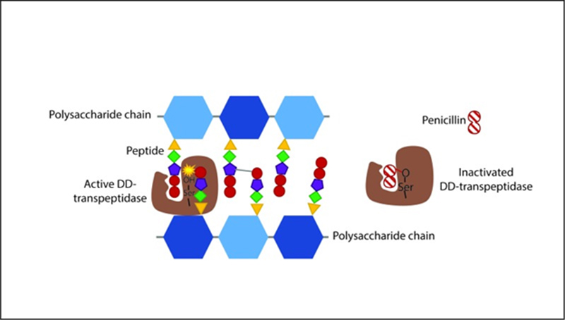 Ảnh. Hình ảnh mô tả cơ chế tác dụng của các kháng sinh nhóm Penicillin. Như trên hình biểu diễn, transpeptidase đóng vai trò quan trọng trong sự hình thành liên kết chéo giữa các chuỗi peptidoglycan, và Penicillin ức chế transpeptidase thông qua một liên kết cộng hóa trị không hồi phục.