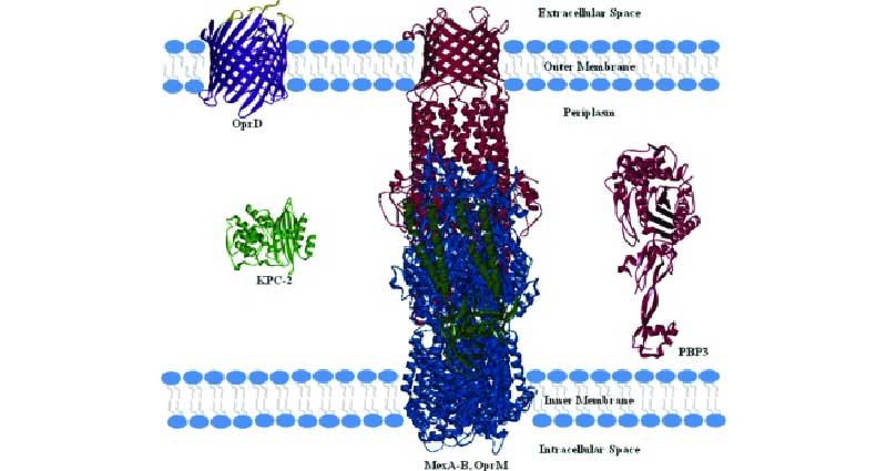 Ảnh. KPC-2: Viết tắt của cụm từ “Klebsiella pneumoniae carbapenemase-2”, đây là loại carbapenemase được sản xuất bởi Klebsiella pneumoniae. OprD: Kênh porin ở màng ngoài của trực khuẩn mủ xanh. MexA, MexB và OprM: Bơm tống kháng sinh ở trực khuẩn mủ xanh, kéo dài từ màng trong ra màng ngoài. PBP3: Enzyme tham gia vào tổng hợp lớp peptidoglycan của trực khuẩn mủ xanh.