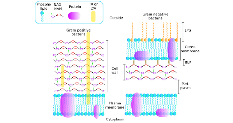 Ảnh. Sự khác biệt về cấu trúc của vách tế bào vi khuẩn gram dương (bên trái) và gram âm (bên phải).
