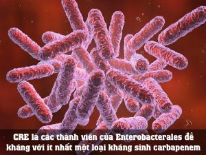 CRE là các thành viên của Enterobacterales đề kháng với ít nhất một loại kháng sinh carbapenem