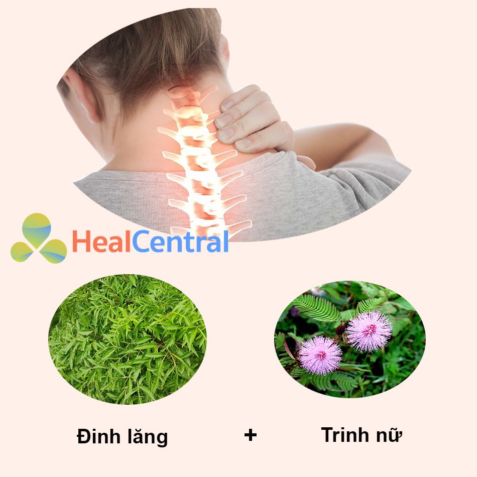 Bài thuốc nam trị thoái hóa cột sống cổ từ đinh lăng và trinh nữ